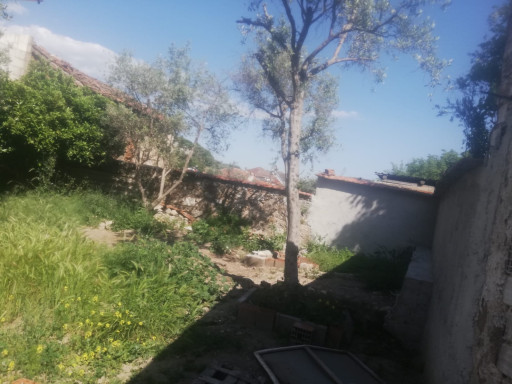 Fotoğraf